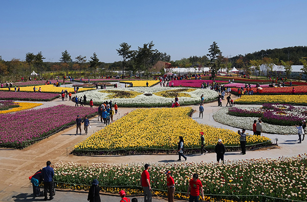 튤립축제소개