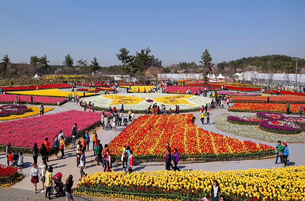 튤립축제소개