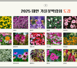 2025 태안 가을꽃박람회 도감