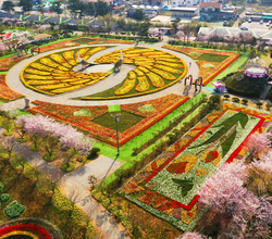 [항공뷰]2026. 4월 15일 튤립 개화상황