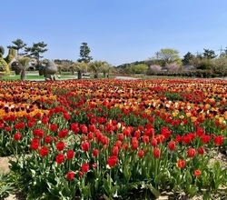 봄을 여는 축제, 세계 튤립꽃박람회