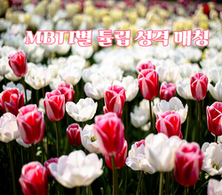 MBTI별 튤립 성격 매칭